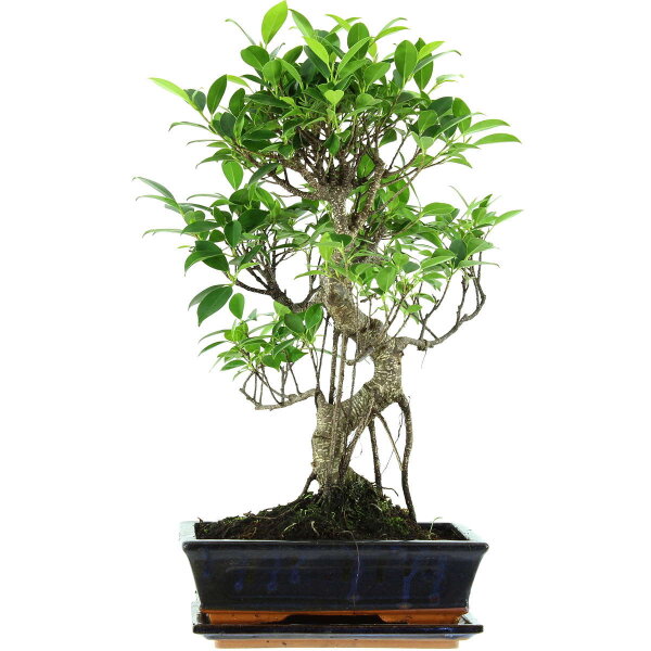 Fico, Ficus, Bonsai, 11 anni, 51cm