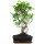 Fico, Ficus, Bonsai, 11 anni, 51cm