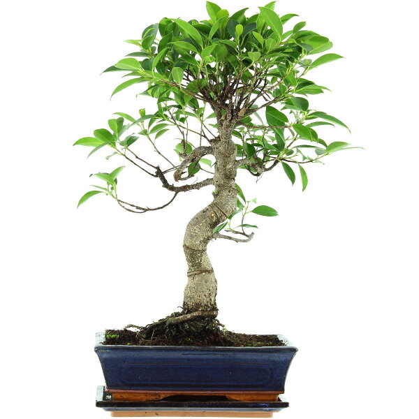 Banyanfeige, Bonsai, 11 Jahre, 49cm