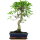 Ficus, Bonsai, 11 ans, 49cm