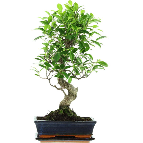 Ficus, Fig tree, Bonsai, 11 years, 54cm