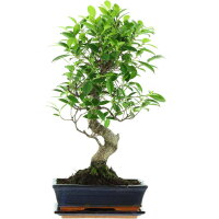 Ficus, Higuera de Banyan, Bonsai, 11 años, 54cm