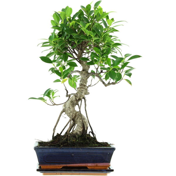 Ficus, Higuera de Banyan, Bonsai, 11 años, 51cm