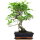 Ficus, Bonsai, 11 letnie, 47cm