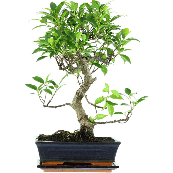 Banyanfeige, Bonsai, 11 Jahre, 48cm