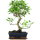 Banyanfeige, Bonsai, 11 Jahre, 48cm