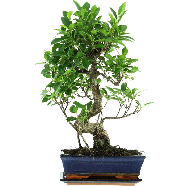 Ficus, Fig tree, Bonsai, 11 years, 51cm