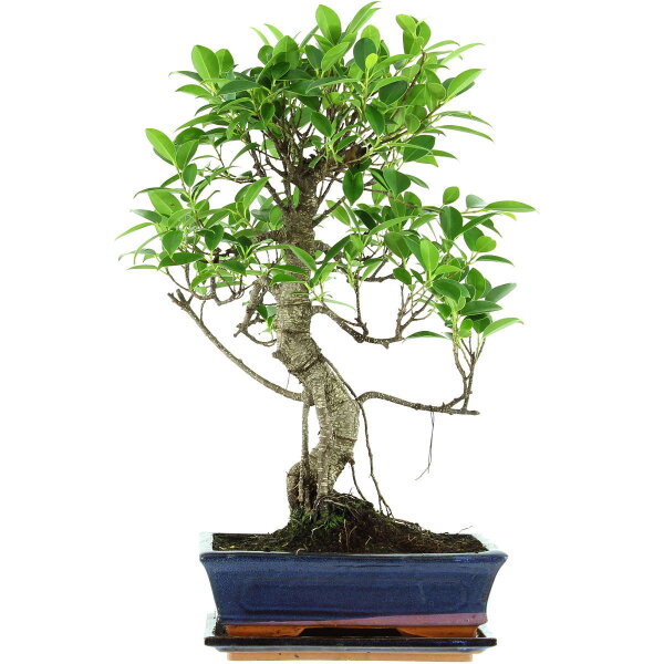 Banyanfeige, Bonsai, 11 Jahre, 51cm