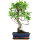 Ficus, Bonsai, 11 ans, 51cm