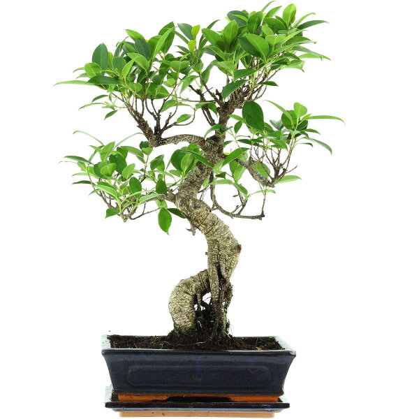 Ficus, Fig tree, Bonsai, 11 years, 52cm