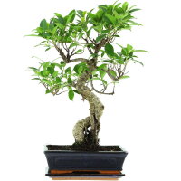 Ficus, Higuera de Banyan, Bonsai, 11 a&ntilde;os, 52cm