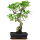 Ficus, Fig tree, Bonsai, 11 years, 52cm