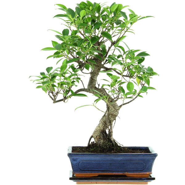 Banyanfeige, Bonsai, 11 Jahre, 49cm