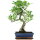 Ficus, Bonsai, 11 ans, 49cm