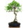 Ficus, Fig tree, Bonsai, 11 years, 51cm