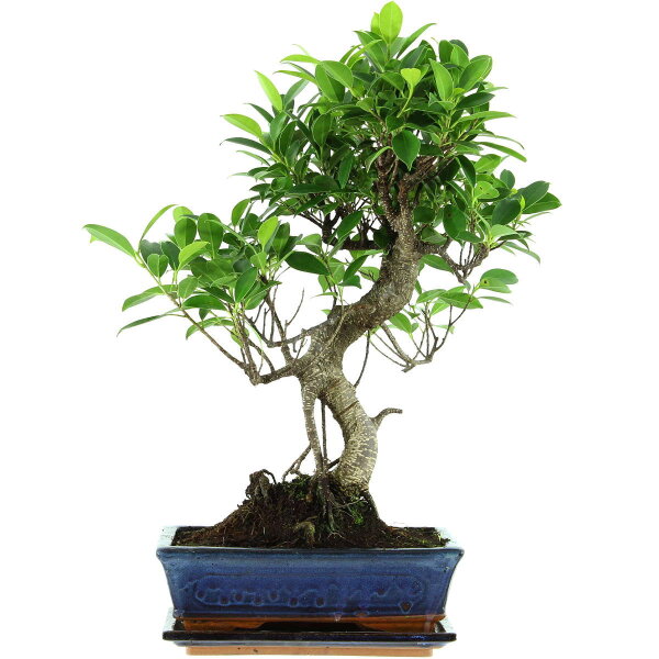 Ficus, Higuera de Banyan, Bonsai, 11 años, 49cm