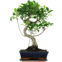 Ficus, Higuera de Banyan, Bonsai, 11 años, 49cm