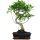 Banyanfeige, Bonsai, 11 Jahre, 49cm