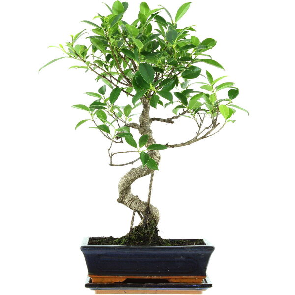 Ficus, Fig tree, Bonsai, 11 years, 52cm