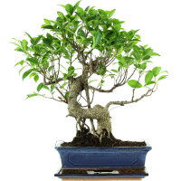 Ficus, Fig tree, Bonsai, 12 years, 51cm