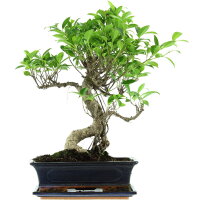 Ficus, Higuera de Banyan, Bonsai, 12 años, 47cm