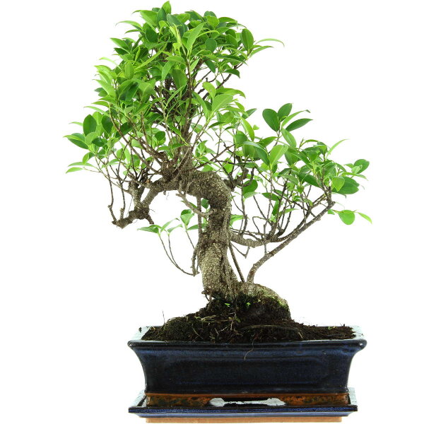 Fico, Ficus, Bonsai, 12 anni, 49cm