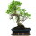 Fico, Ficus, Bonsai, 12 anni, 49cm