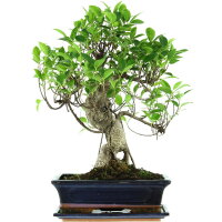 Ficus, Fig tree, Bonsai, 12 years, 50cm