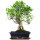 Ficus, Fig tree, Bonsai, 12 years, 50cm