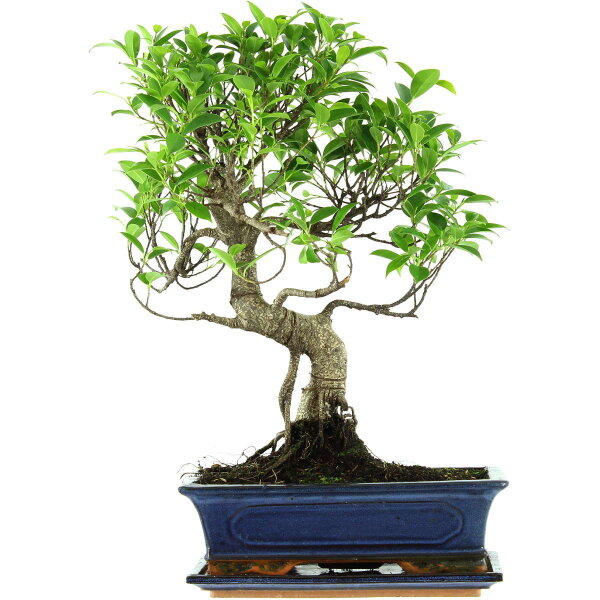 Ficus, Bonsai, 12 ans, 51cm