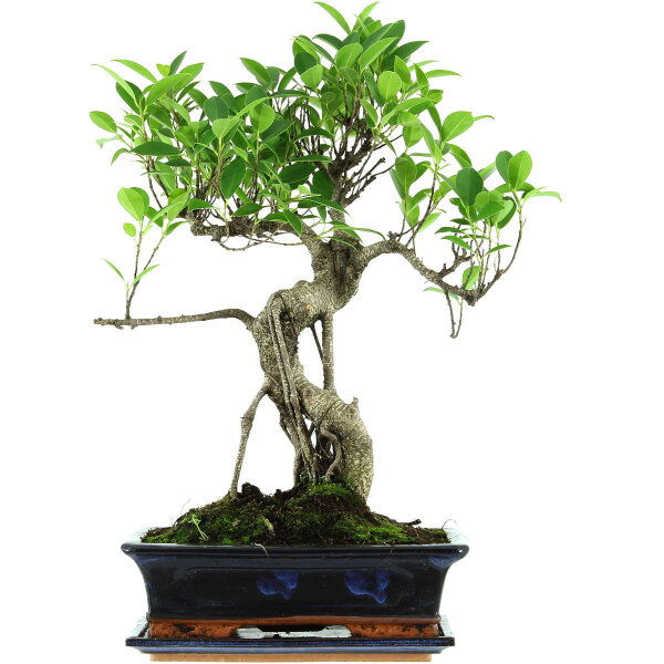 Ficus, Bonsai, 12 letnie, 55cm