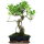 Ficus, Bonsai, 12 ans, 55cm