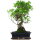 Ficus, Fig tree, Bonsai, 12 years, 51cm