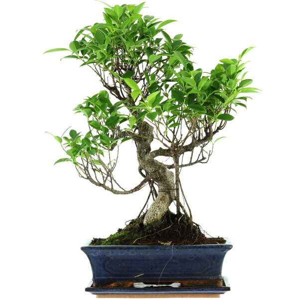 Fico, Ficus, Bonsai, 12 anni, 54cm