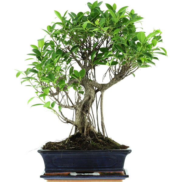 Ficus, Higuera de Banyan, Bonsai, 12 años, 54cm