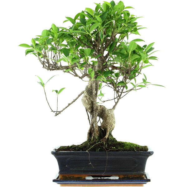 Banyanfeige, Bonsai, 12 Jahre, 50cm