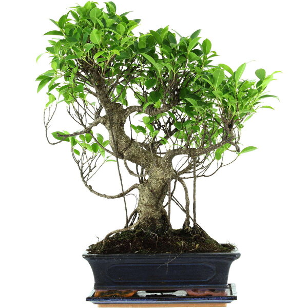 Ficus, Bonsai, 12 ans, 54cm