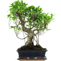 Banyanfeige, Bonsai, 12 Jahre, 54cm