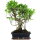 Fico, Ficus, Bonsai, 12 anni, 54cm