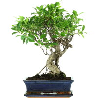 Ficus, Fig tree, Bonsai, 12 years, 51cm