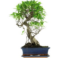 Ficus, Fig tree, Bonsai, 12 years, 54cm