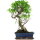 Fico, Ficus, Bonsai, 12 anni, 54cm