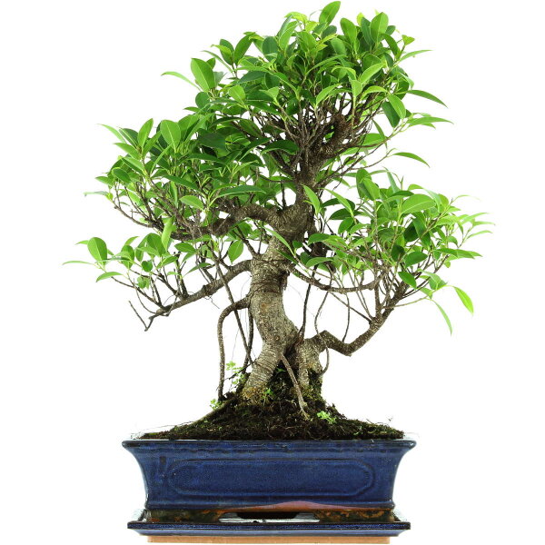 Ficus, Higuera de Banyan, Bonsai, 12 años, 51cm