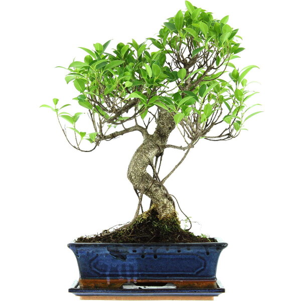 Ficus, Bonsai, 12 ans, 51cm