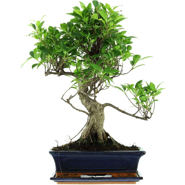 Ficus, Bonsai, 12 letnie, 53cm