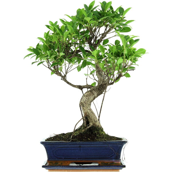 Ficus, Fig tree, Bonsai, 12 years, 54cm