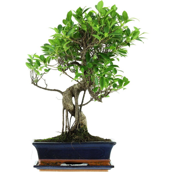 Ficus, Bonsai, 12 letnie, 55cm