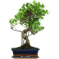 Fico, Ficus, Bonsai, 12 anni, 55cm