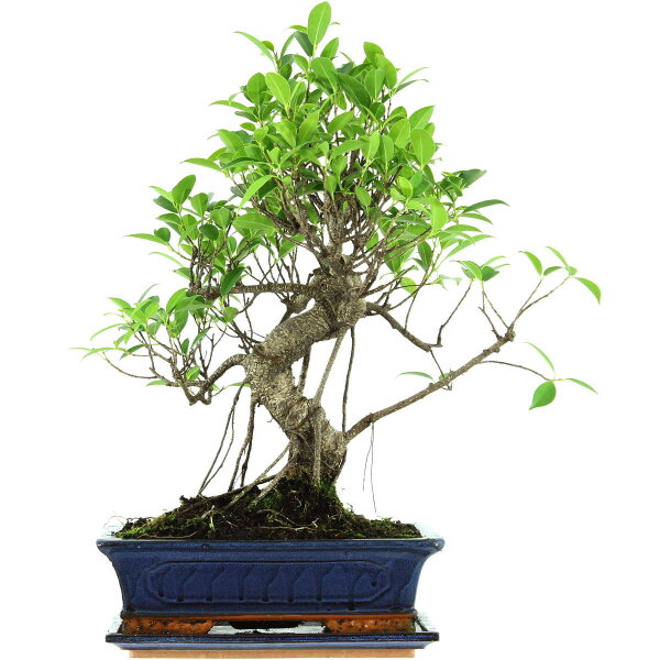 Banyanfeige, Bonsai, 12 Jahre, 50cm