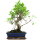 Ficus, Fig tree, Bonsai, 12 years, 50cm